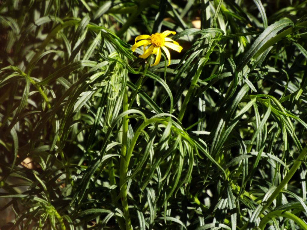 Senecio inaequidens